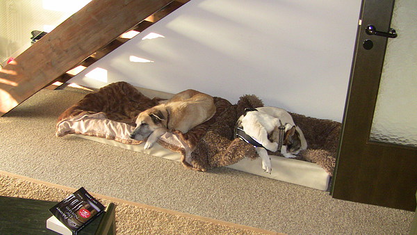 med_2 Barney, Karolinka.JPG (600 x 338)